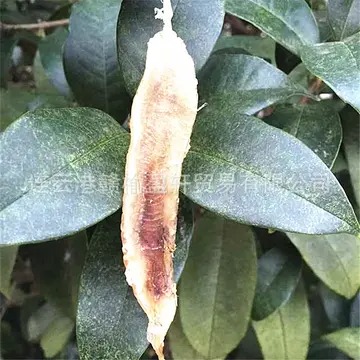 花胶可以和猴头菇一起煲汤吗 花胶和猴头菇能一起煲汤吗