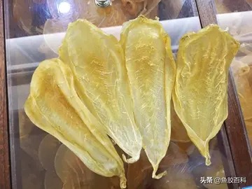 南澳赤嘴鳘鱼胶价格(金钱鳘鱼胶好吗？市场上的金钱鳘鱼胶一斤多少钱