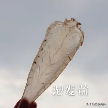 花胶为什么油发炸不起来(花胶怎么发泡？)