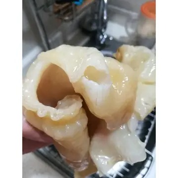 备孕中 鱼胶什么时候吃最好(鱼胶正在备孕期间里的女性应该怎么吃最好