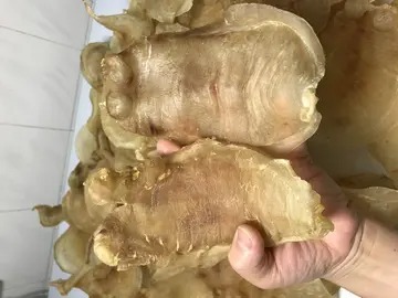 海底椰玉竹炖花胶 椰汁炖花胶的做法大全