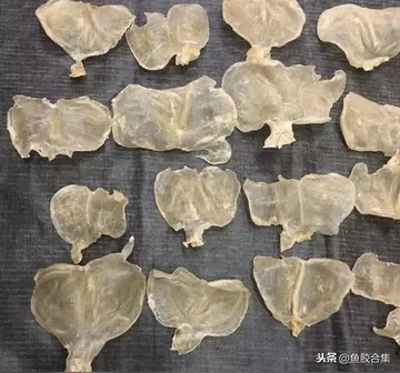 鱼胶对眼睛有好处吗(鱼㬵有哪些营养价值？对人体有什么好处？)