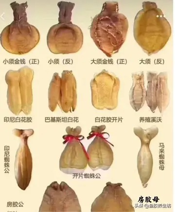 南澳赤嘴鳘鱼胶价格(金钱鳘鱼胶好吗？市场上的金钱鳘鱼胶一斤多少钱