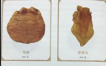 成鱼胶与鳘鱼胶一样吗(鱼胶种类有几种？)