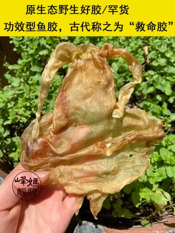 泡发好的花胶煮10分钟熟了吗(花胶需要泡发多久？)