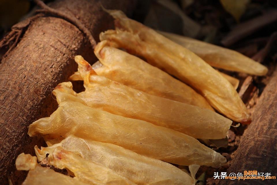 便宜小的鱼胶有营养吗(花胶便宜跟贵功效区别)