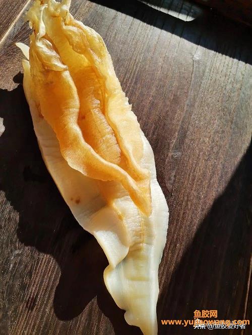 鱼胶怎么吃（鱼胶如何食用效果好）