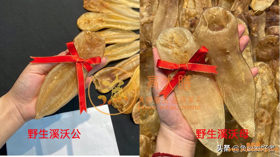 鱼胶图片（花胶的分类品种和档次价格排行）