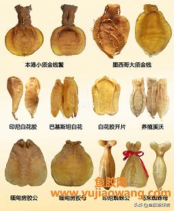 鳕鱼胶孕妇可以吃吗(女性吃鳕鱼胶好还是黄花胶)