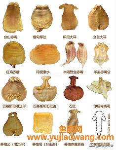 鳕鱼胶孕妇可以吃吗(女性吃鳕鱼胶好还是黄花胶)