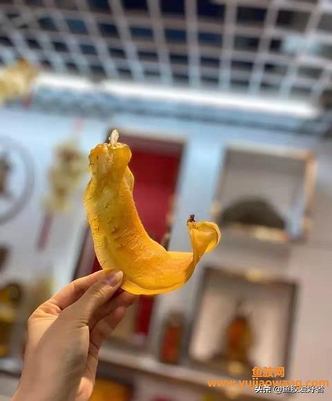 大耳鱼胶有什么好处(大耳赤嘴鱼胶的功效与作用)