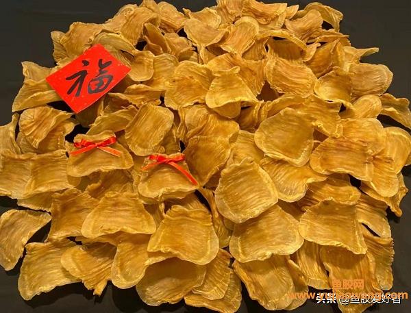 大耳鱼胶有什么好处(大耳赤嘴鱼胶的功效与作用)