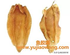 北海鱼胶是什么鱼(北海鱼胶哪个产地最好)