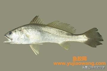北海鱼胶是什么鱼(北海鱼胶哪个产地最好)