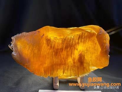 鱼胶牛肉可同吃好(吃花胶的正确方法)