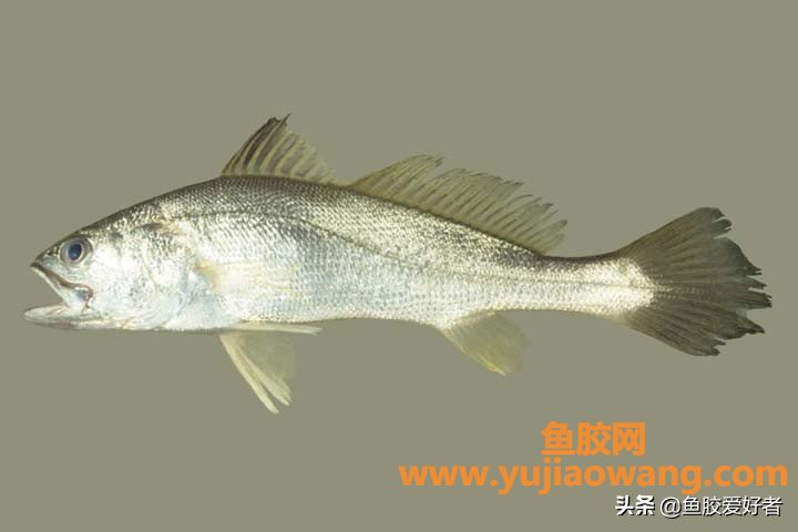 全国哪里鱼胶最好（中国鱼胶最大批发市场）