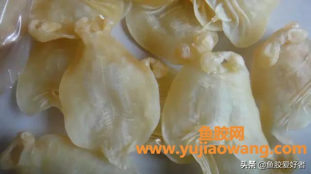 鱼胶 收藏 时间(干鱼胶怎么存放比较好)