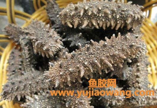 海参保存放鱼胶汁(海参花胶煲什么最好)
