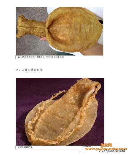 鳌鱼胶是是什么鱼(鳘鱼胶怎么炖最好的)