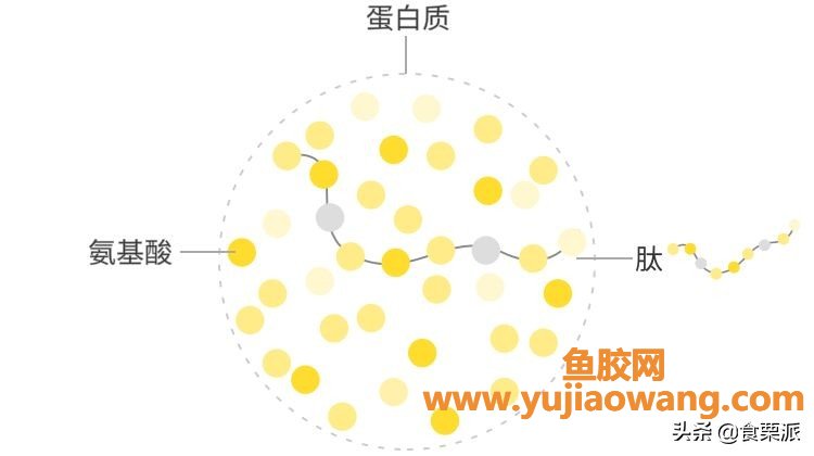 鱼胶原蛋白肽粉的可以长期使用吗（鱼胶原蛋白肽粉能下奶吗）