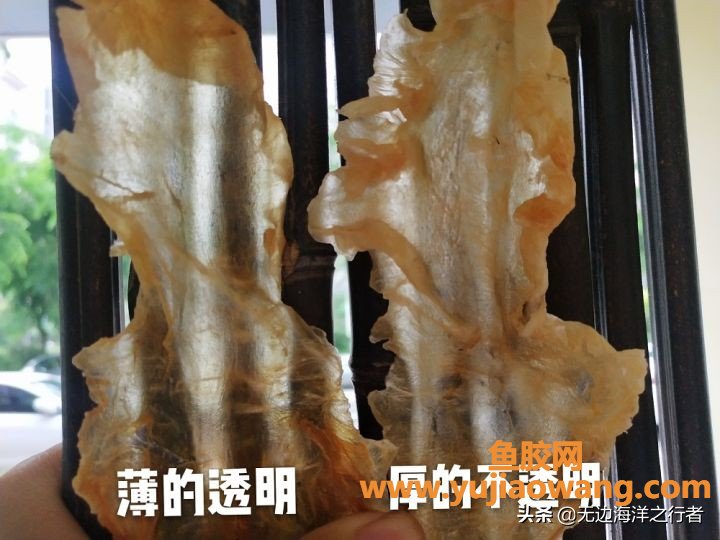 最好的大耳鱼胶产地（花胶哪里产的最好）