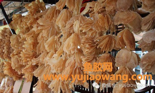 月子里吃燕窝和鱼胶哪个好（坐月子吃花胶的好处）