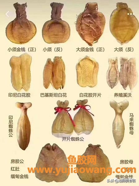 甲状腺手术后可以喝鱼胶汤吗（甲状腺的人能吃鱼胶吗）