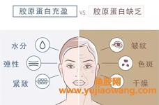 吃什么好深海鱼胶（深海鱼胶的功效与作用及食用方法）