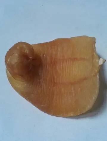 感冒喉咙痛可以吃鱼胶吗（为什么感冒不能吃鱼胶）