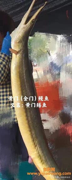刚做完流产手术可以吃鱼胶吗（做完无痛人流需要注意什么）