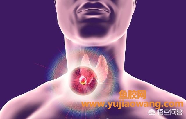 甲状腺结节鱼胶能吃（鱼胶对甲状腺有帮助吗）