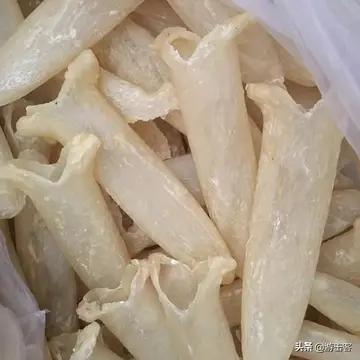 来月经时能吃鱼胶吗（鱼胶是活血还是止血的）