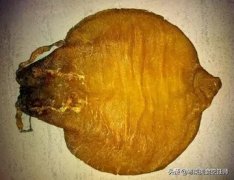 胃炎可以吃鱼胶吗(胃不好，肠胃比较差，可以吃鱼胶来补补的吗