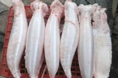 鱼胶和排骨放电饭锅里怎么炖(鱼㬵怎么炖？炖多长时间好？)