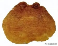 鱼胶红枣炖排骨的做法(八爪鱼排骨汤的做法有哪些？)