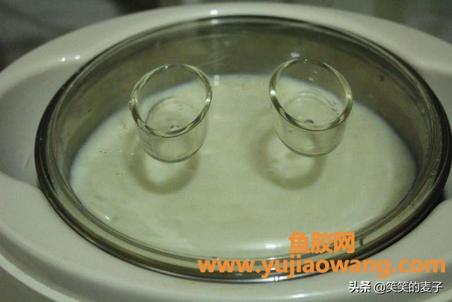 做酸奶的时候放鱼胶(做酸奶的时候加奶油吗？)