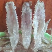 鱼胶好还是麻鱼鳔好(哪个品种什么鱼胶最好？)