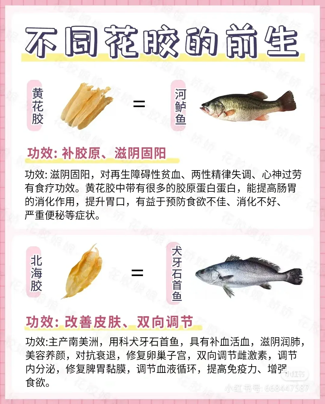 鱼胶是什么(鱼胶是什么鱼的哪个部位)