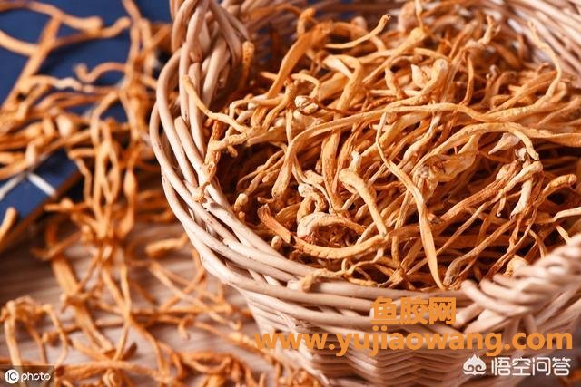 虫草花可以和鱼胶一起炖吗(姬松茸、花胶、山药、虫草花适合一起煲汤