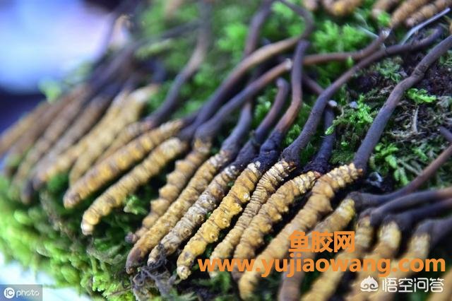 鱼胶虫草花炖鸡还要放什么(虫草花配什么材料煲汤？)