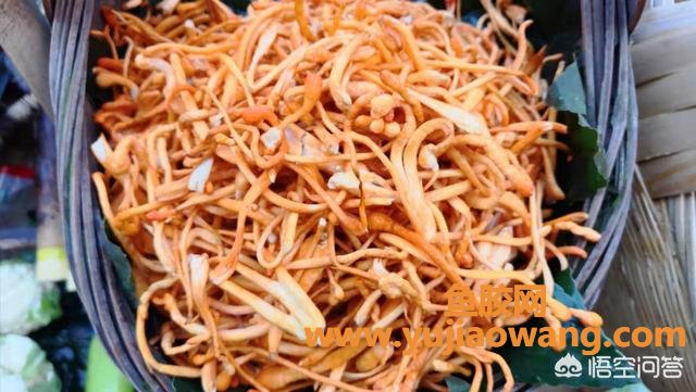 鱼胶虫草花炖鸡还要放什么(虫草花配什么材料煲汤？)