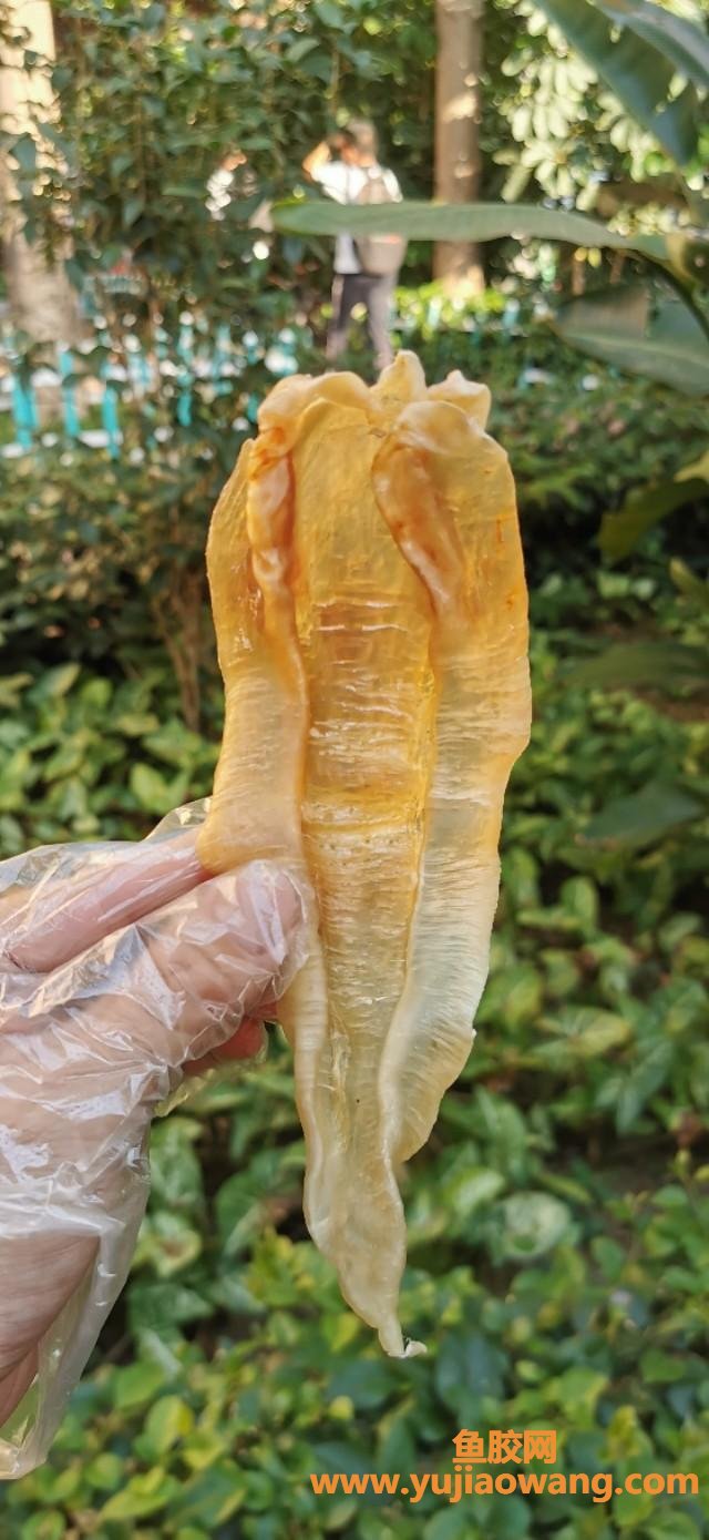 苏里南北海鱼胶的功效(哪个品种什么鱼胶最好？)