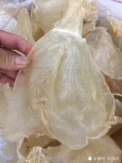 鱼胶怎样保存成老胶(干鱼胶怎么保存？)