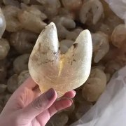 长痔疮能吃鱼胶吗(身上长了一个痔疮，还可以吃阿胶糕吗？)