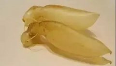 鱼胶黑豆薏米莲子(红豆、绿豆、黑豆、花生、莲子、薏仁米放在
