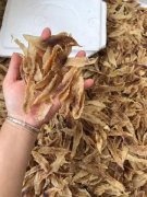 鱼胶的做法让胎儿增加营养(花胶煲里的什么食材能促使孩子长高