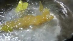 产后吃鱼胶的作用(鱼胶产妇能吃吗，有哪些注意事项呢？)