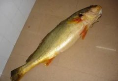 甲状腺结节能 吃深海鱼胶原蛋白吗(甲状腺结节患者可以吃深海