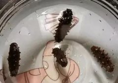 鱼胶下绿豆可以吗(海带绿豆冬瓜汤的做法？)