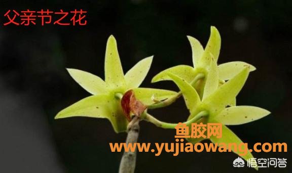 咽炎返流能喝石斛炖鱼胶瘦肉汤嘛(花旗参石斛煲瘦肉的做法?) 咽炎返流能喝石斛炖鱼胶瘦肉汤嘛(花旗参石斛煲瘦肉的做法?)